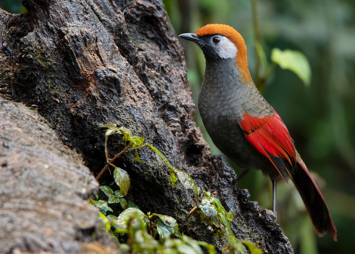 Red-tailed Laughingthrush - ML620809835