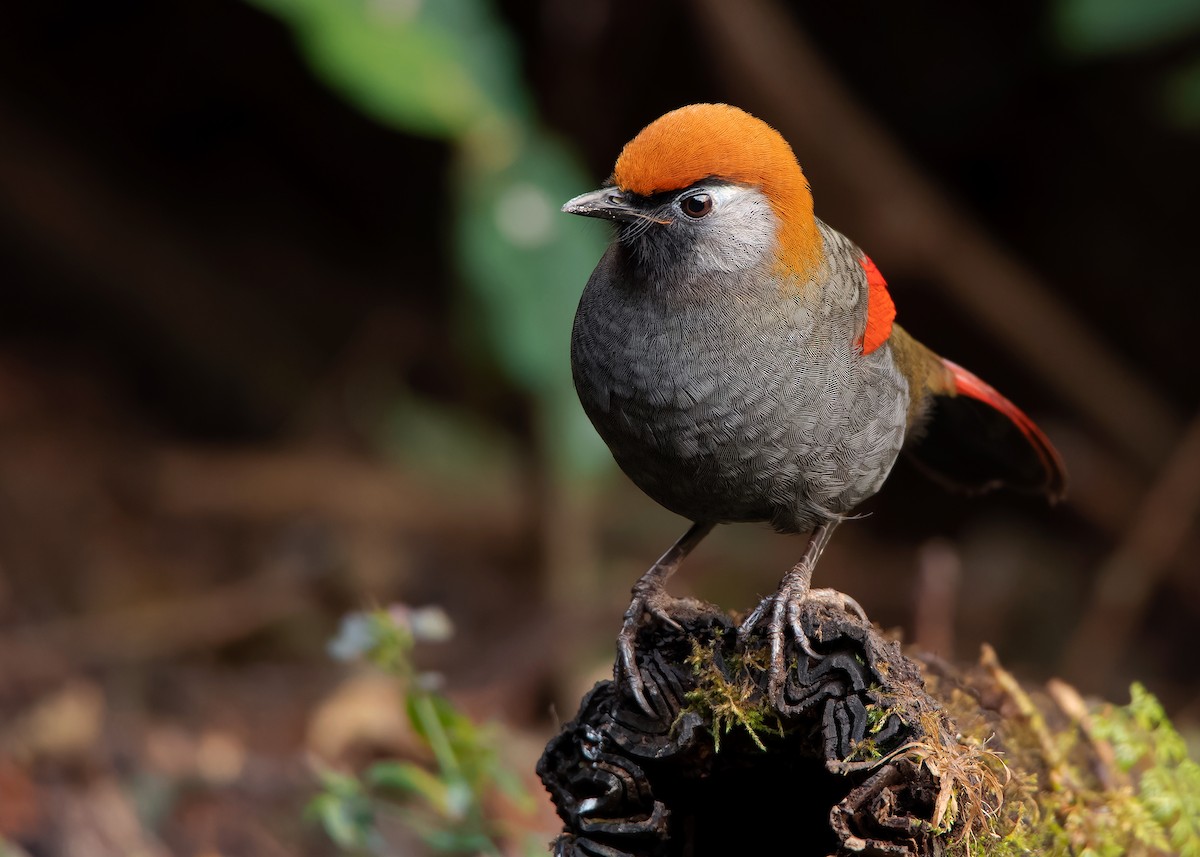 Red-tailed Laughingthrush - ML620809836