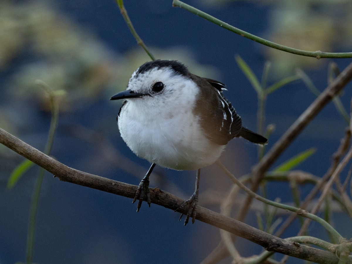 Black-backed Water-Tyrant - ML620809838