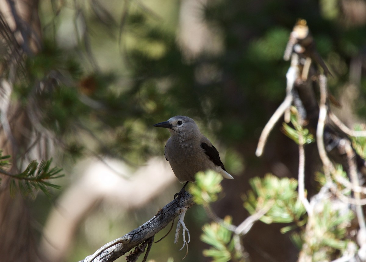 Clark's Nutcracker - ML620809840