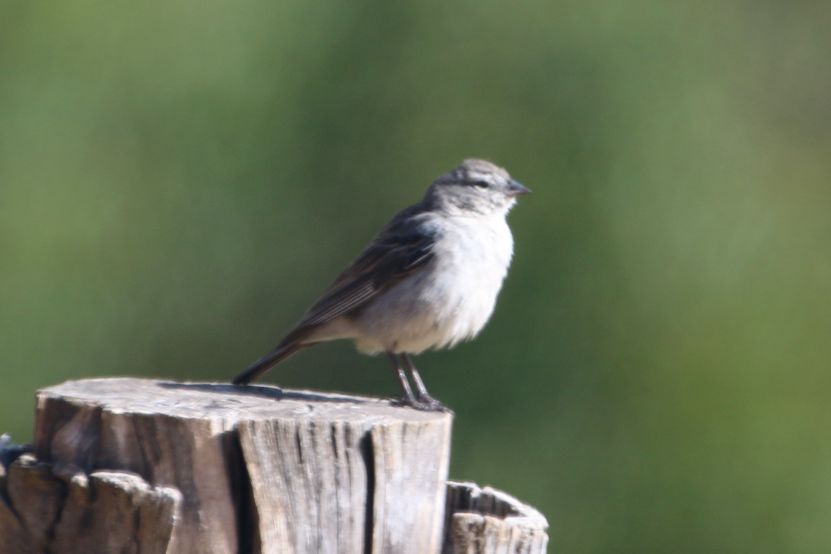 Ash-breasted Sierra Finch - ML620809841