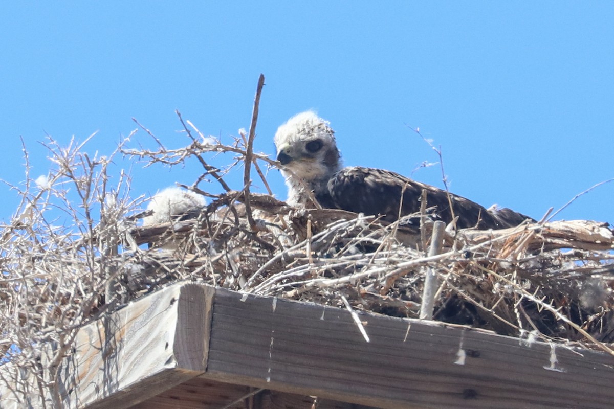 Ferruginous Hawk - ML620809845