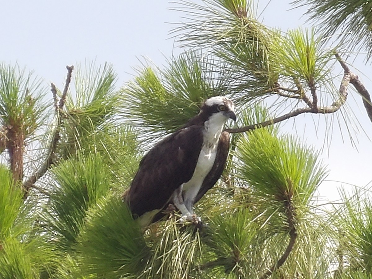 Osprey (carolinensis) - Marcelo Gutierrez