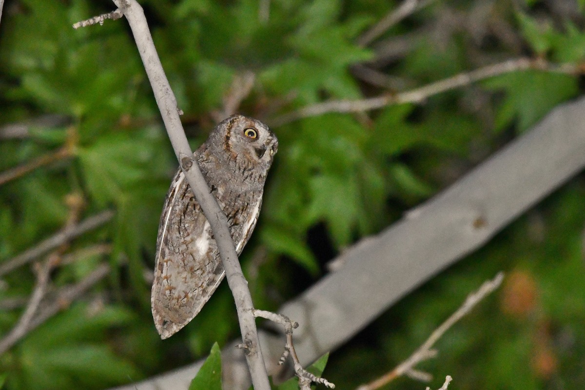 Eurasian Scops-Owl - Vahid Ashrafi