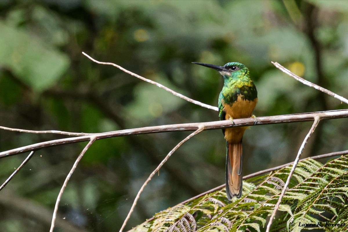 Jacamar à couronne bleue - ML620809854