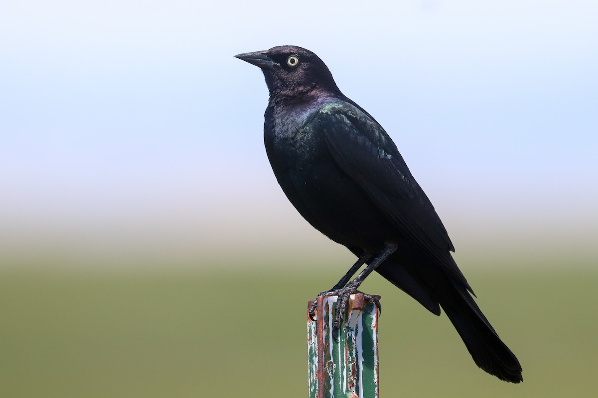 Brewer's Blackbird - ML620809865