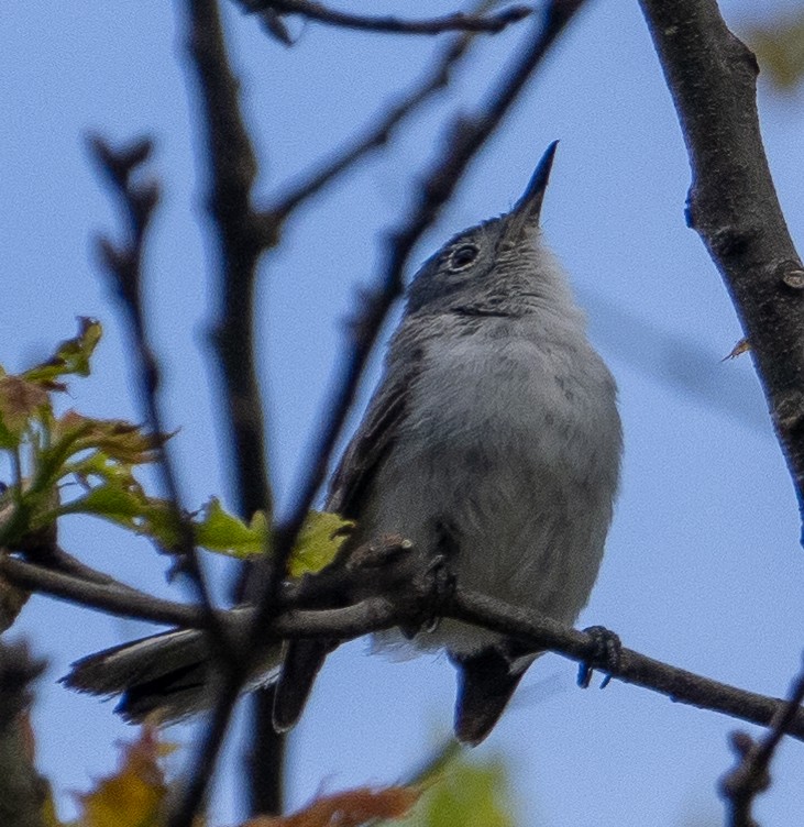 Blue-gray Gnatcatcher - ML620809871