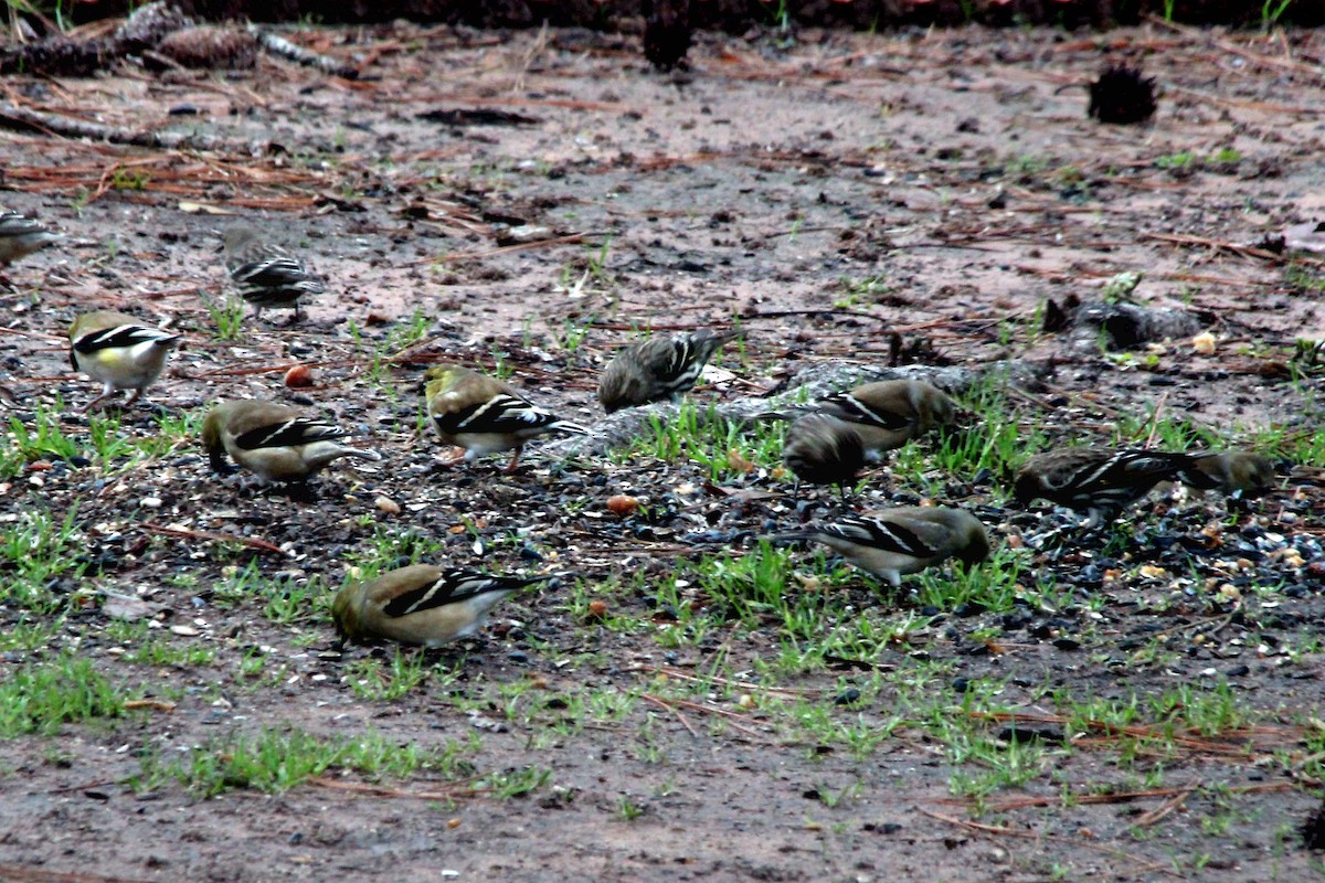 American Goldfinch - ML620809875