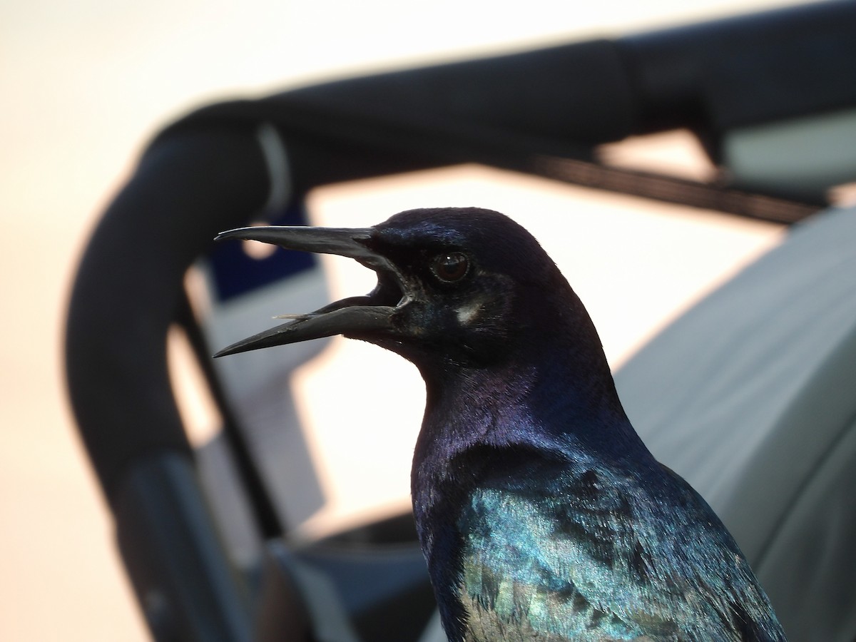 Boat-tailed Grackle - ML620809878