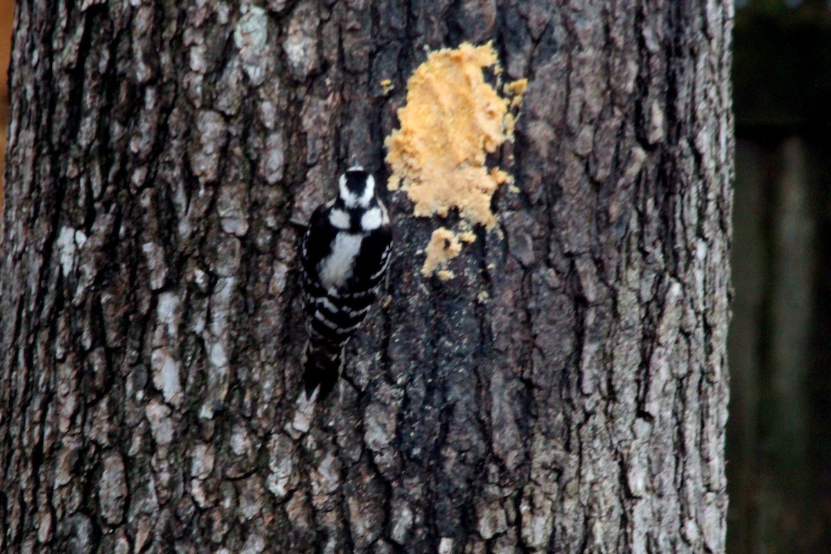 Downy Woodpecker - ML620809879