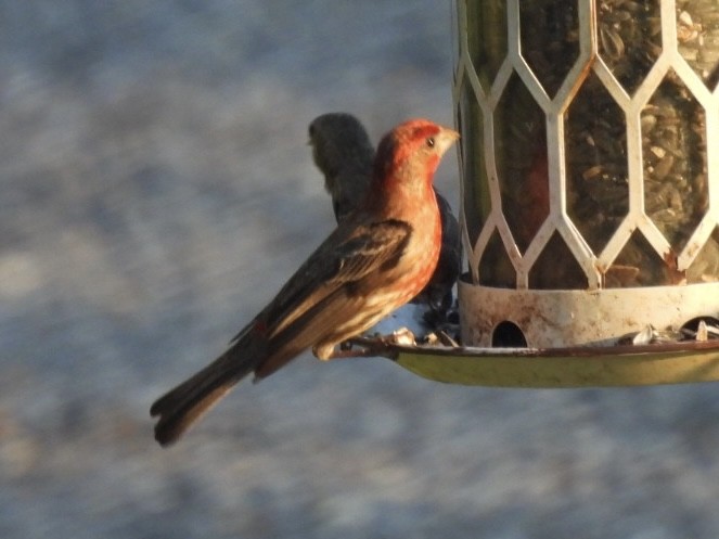 House Finch - Kathy Pourciau