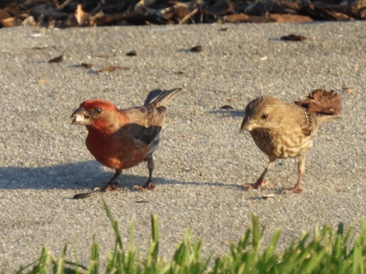 House Finch - ML620809887