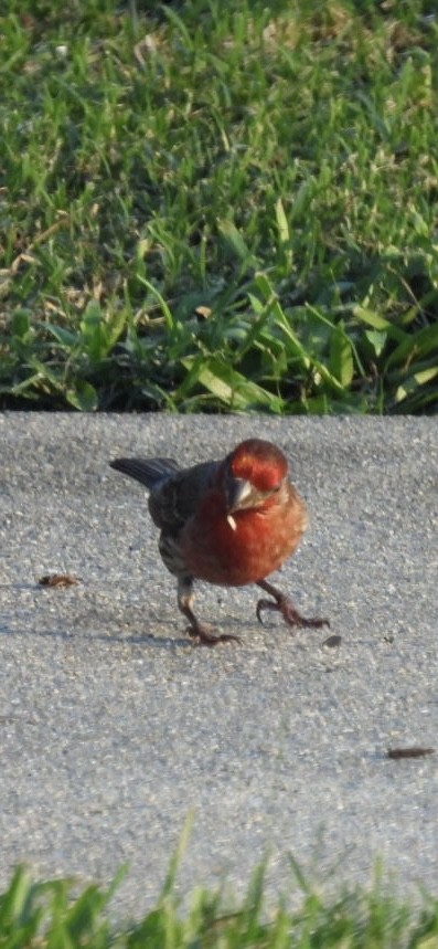 House Finch - ML620809889