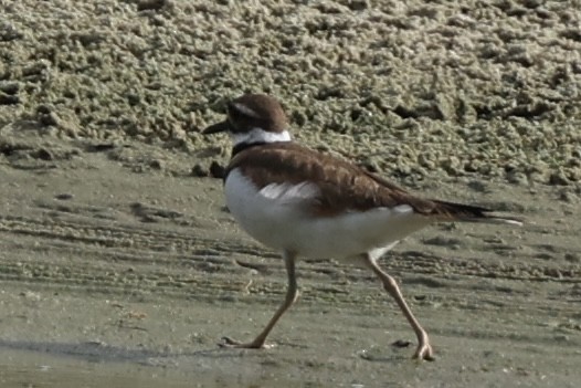 Killdeer - ML620809890