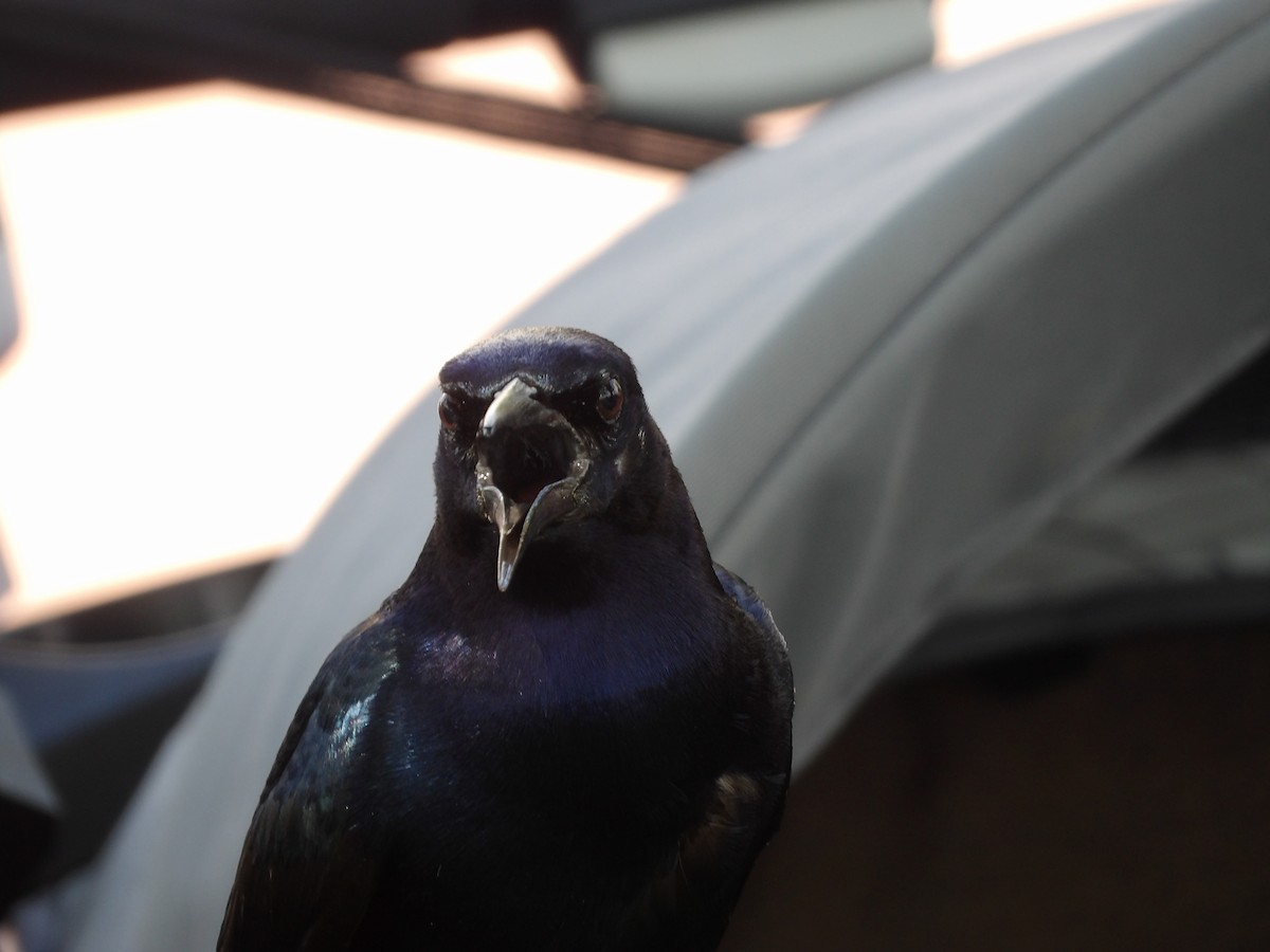 Boat-tailed Grackle - ML620809892