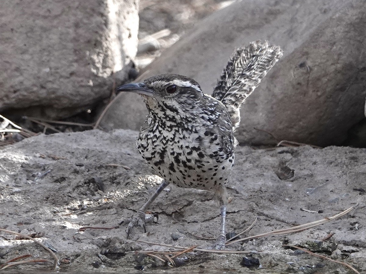 Cactus Wren - ML620809893