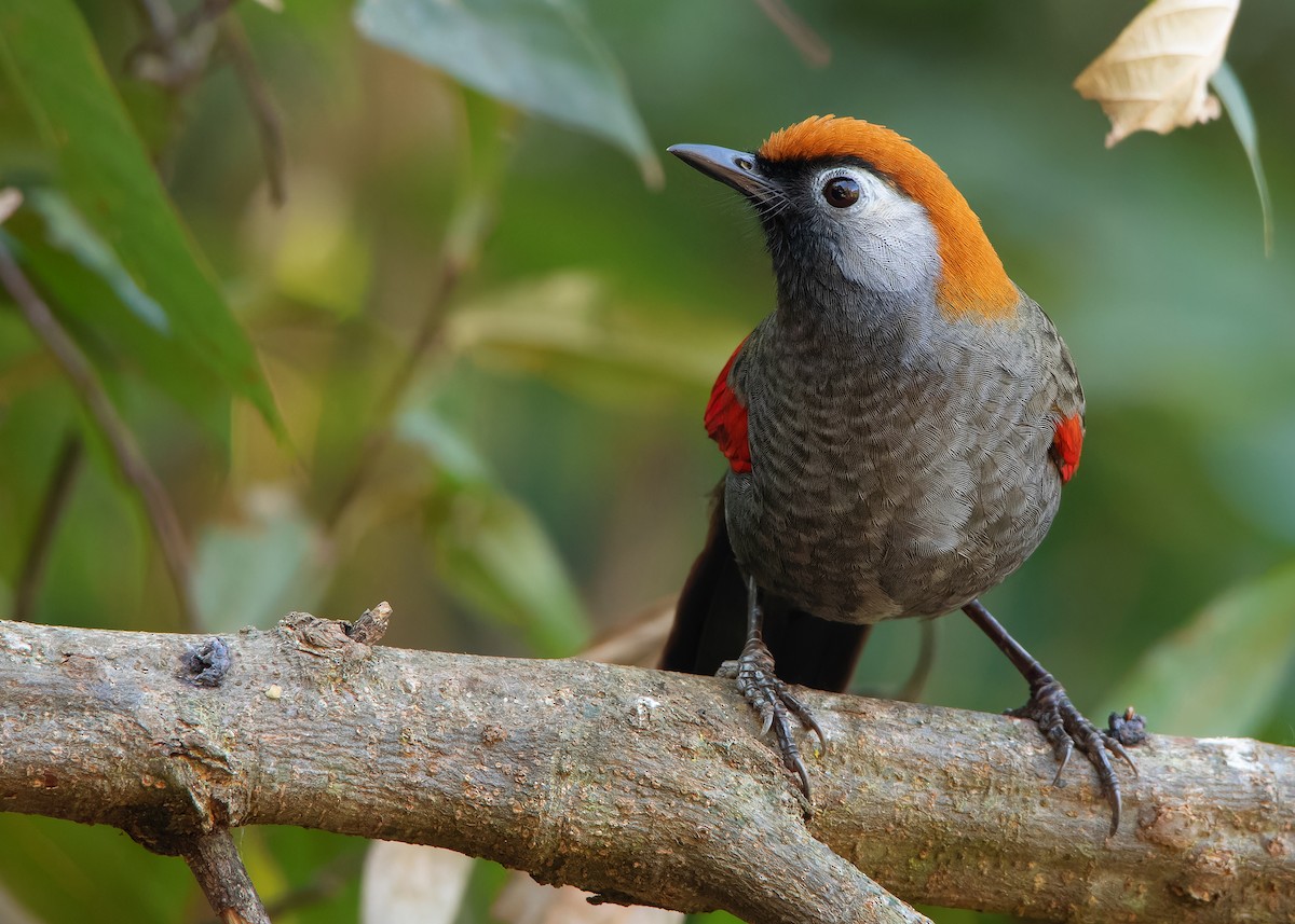 Red-tailed Laughingthrush - ML620809896