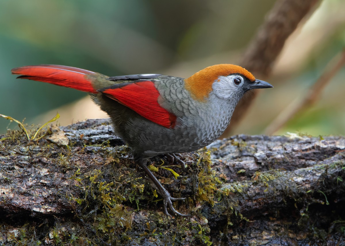 Red-tailed Laughingthrush - ML620809899