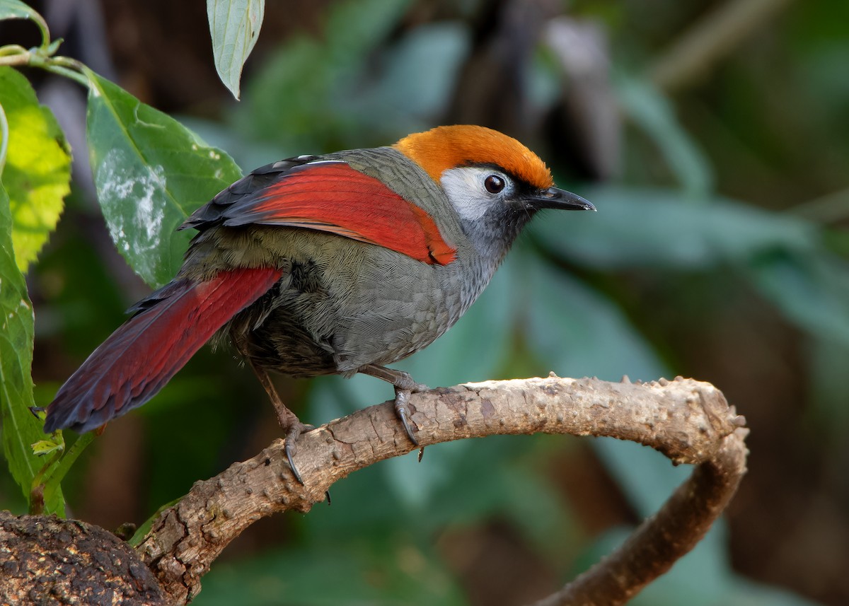 Red-tailed Laughingthrush - ML620809900