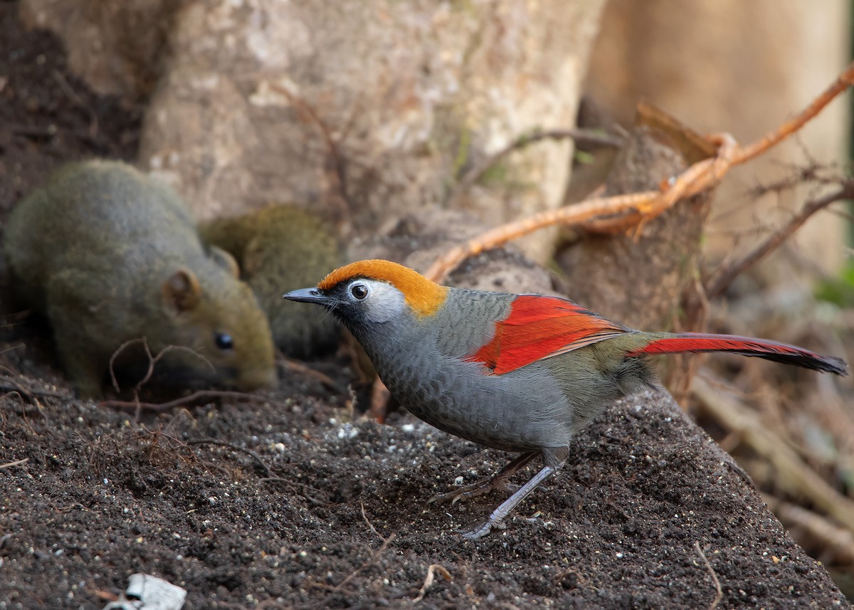 Red-tailed Laughingthrush - ML620809905