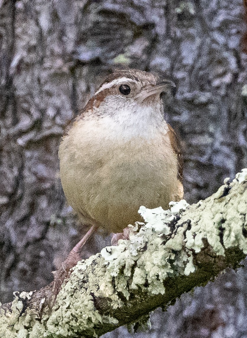 Carolina Wren - ML620809908