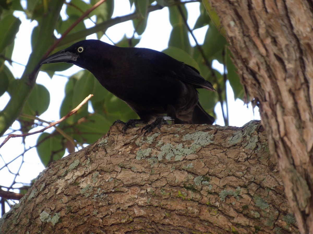 Boat-tailed Grackle - ML620809912