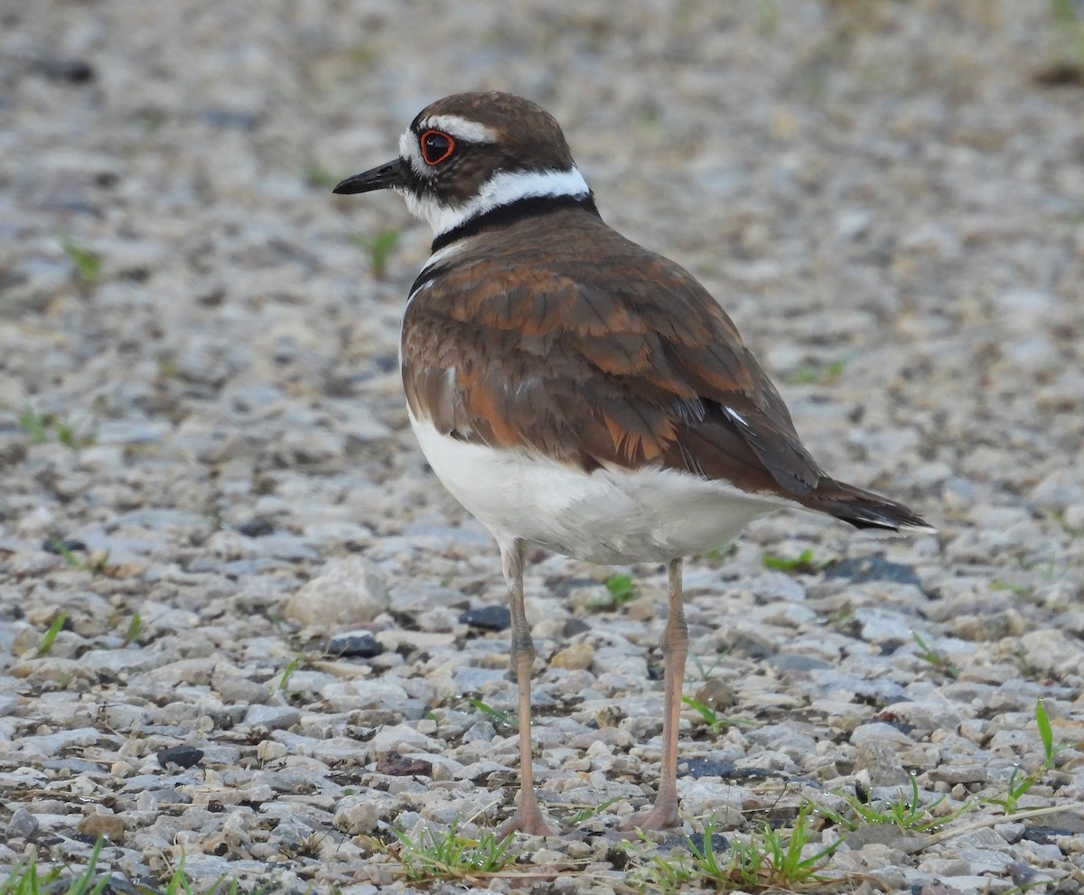 Killdeer - ML620809913