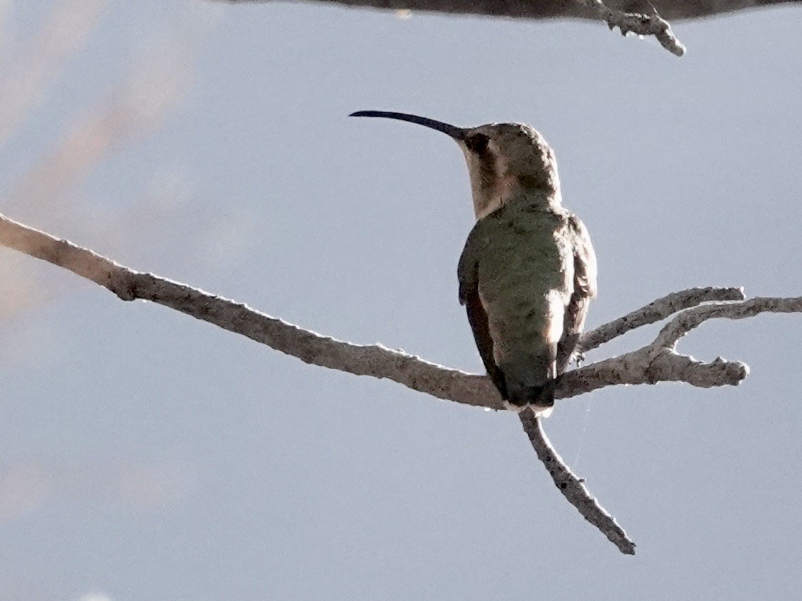 Lucifer Hummingbird - ML620809924