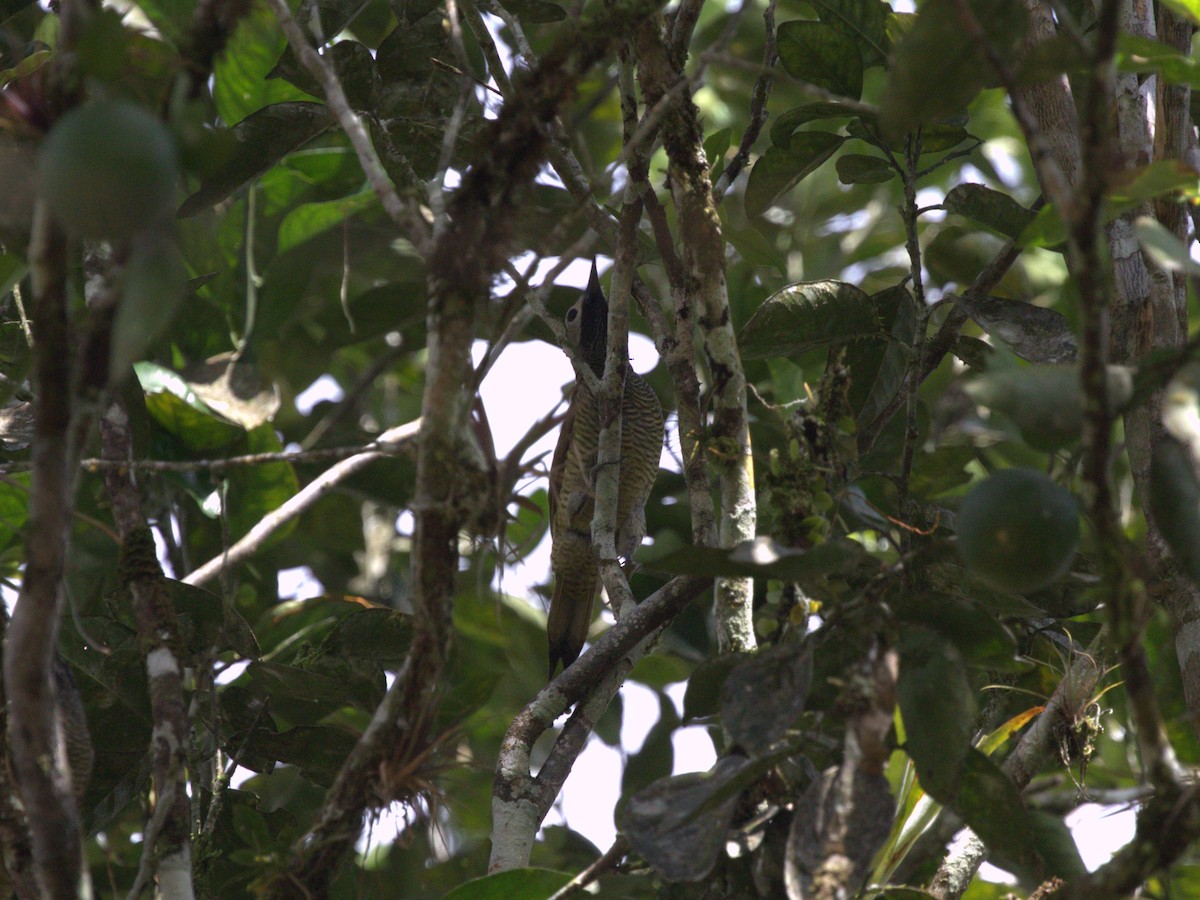 Golden-olive Woodpecker (rubripileus) - Menachem Goldstein