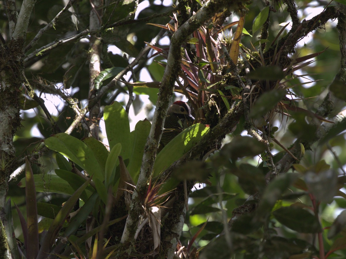 Golden-olive Woodpecker (rubripileus) - ML620809938