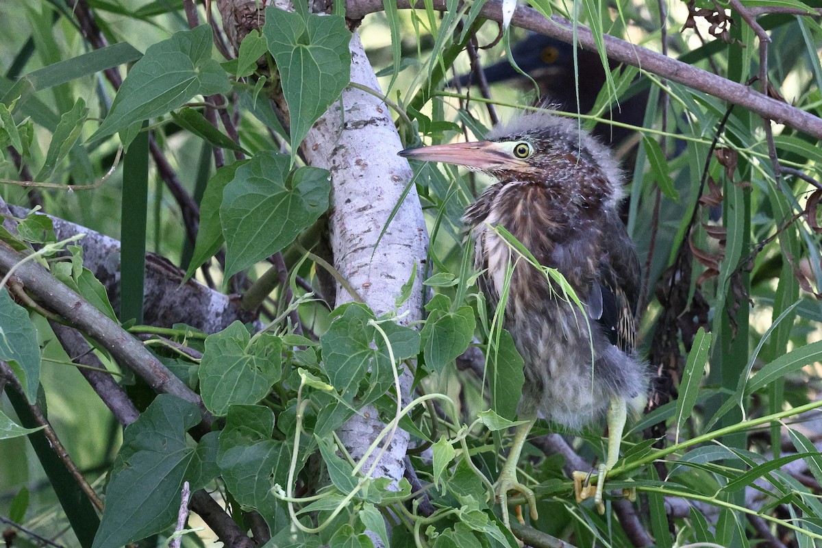 Green Heron - ML620809949