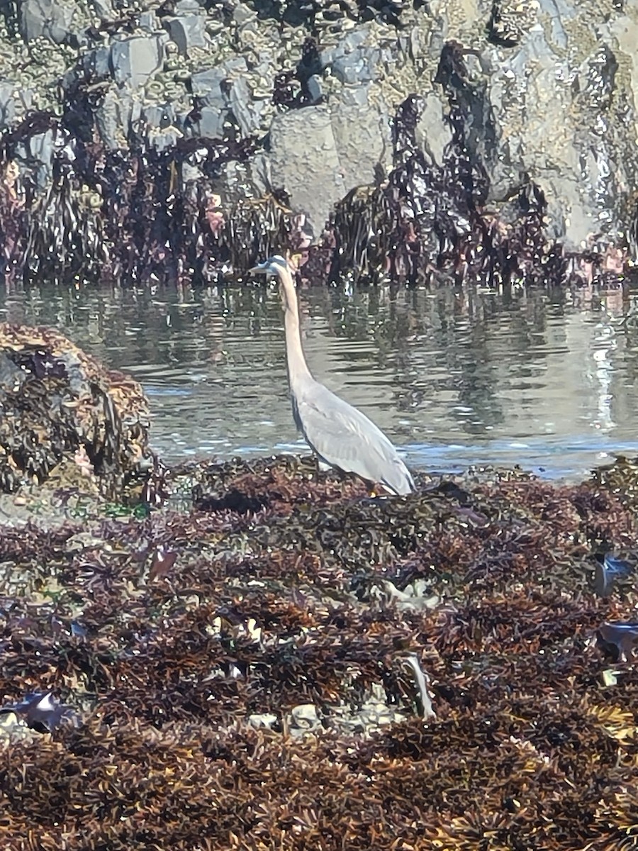 Great Blue Heron (Great Blue) - ML620809950