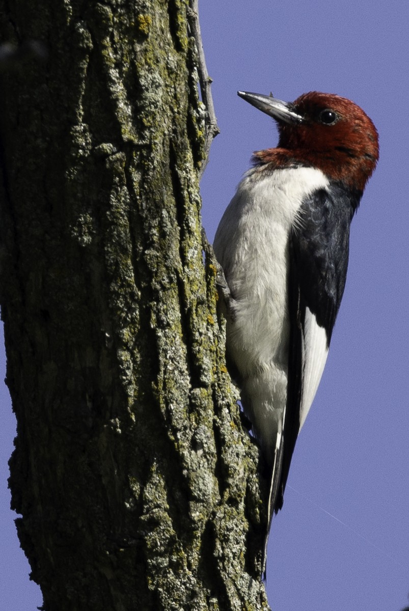 Red-headed Woodpecker - ML620809952