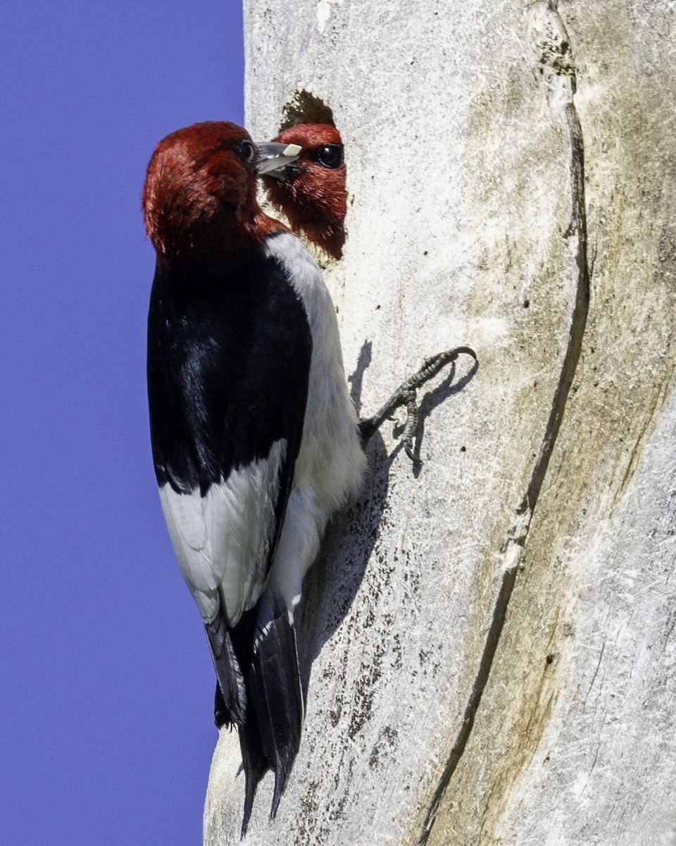 Red-headed Woodpecker - ML620809953