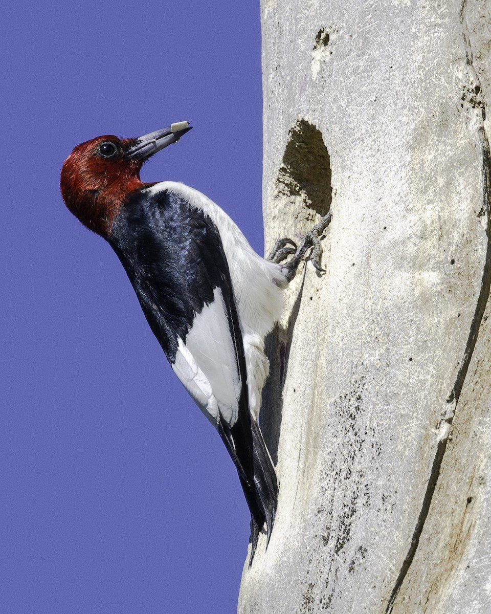 Red-headed Woodpecker - ML620809954