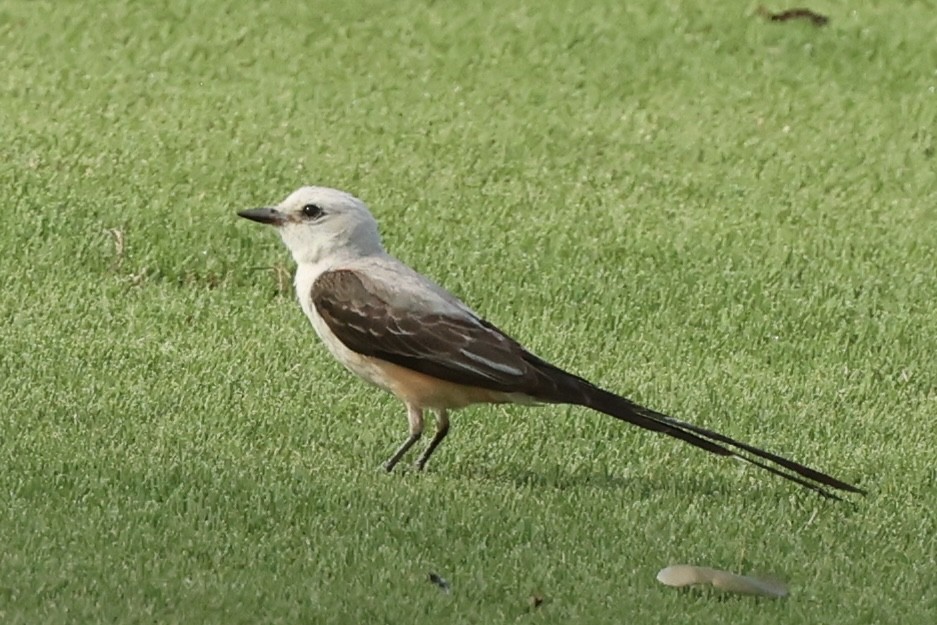 Scissor-tailed Flycatcher - ML620809956