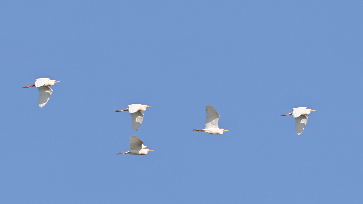 Western Cattle Egret - ML620809958