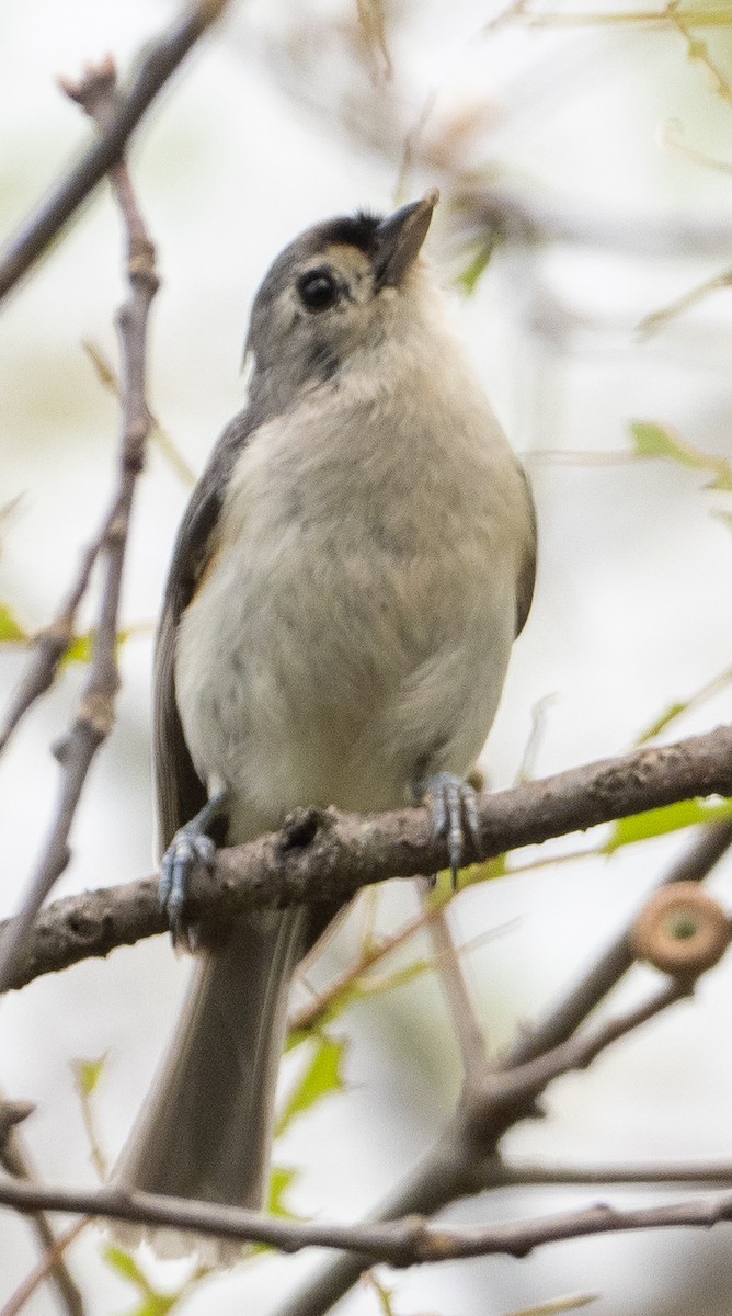 Tufted Titmouse - ML620809959