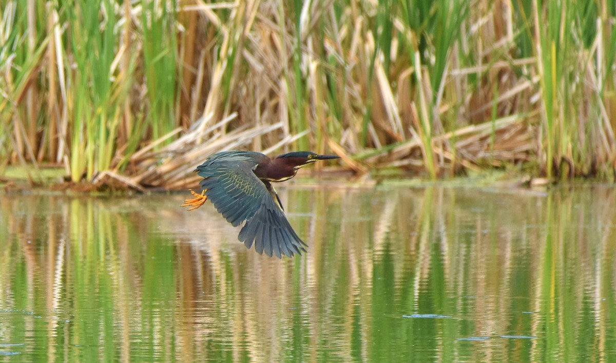 Green Heron - ML620809963