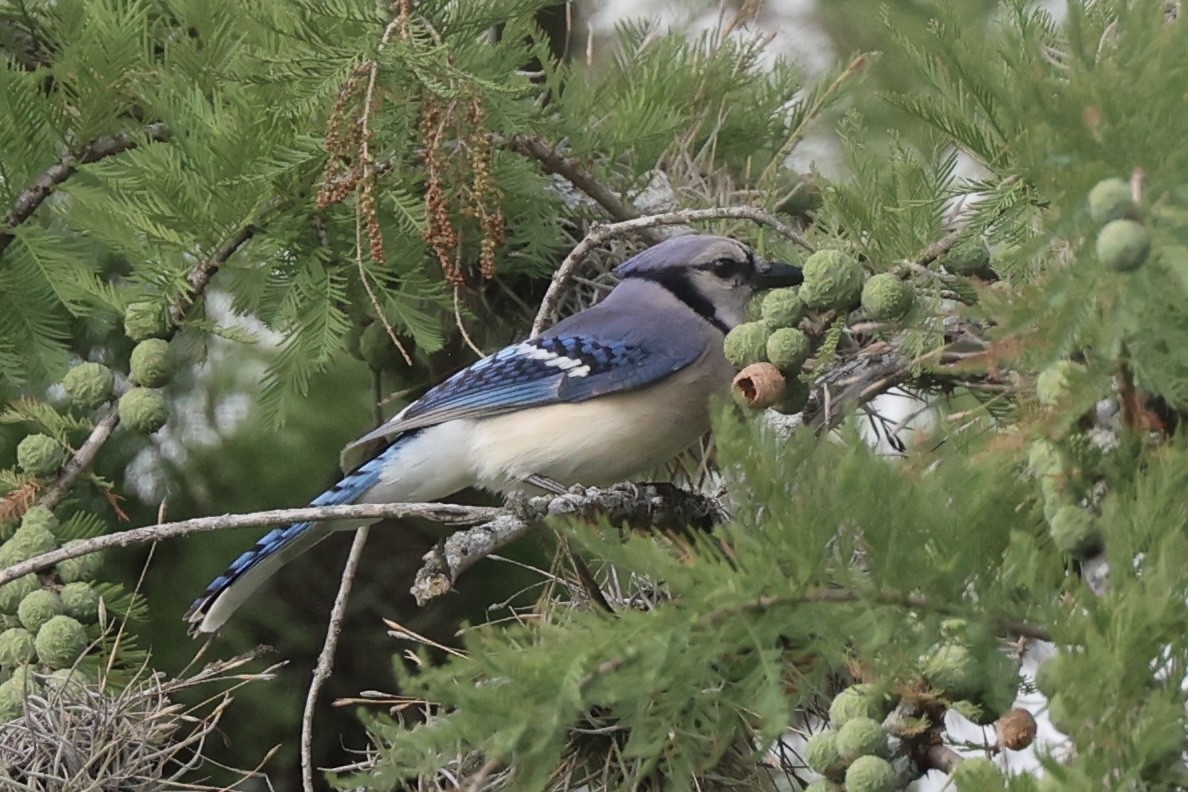 Blue Jay - ML620809964