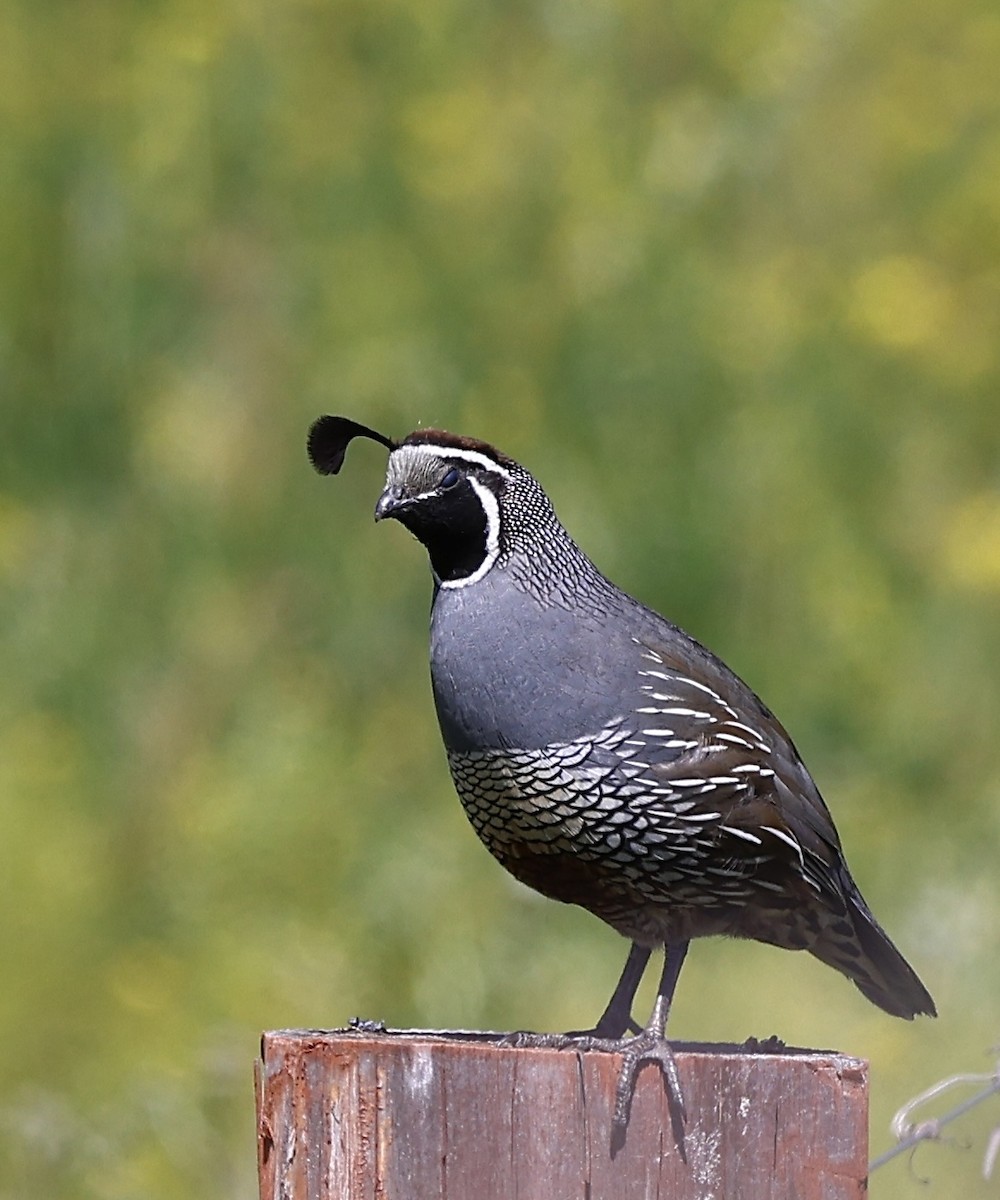 California Quail - Michael Arthurs