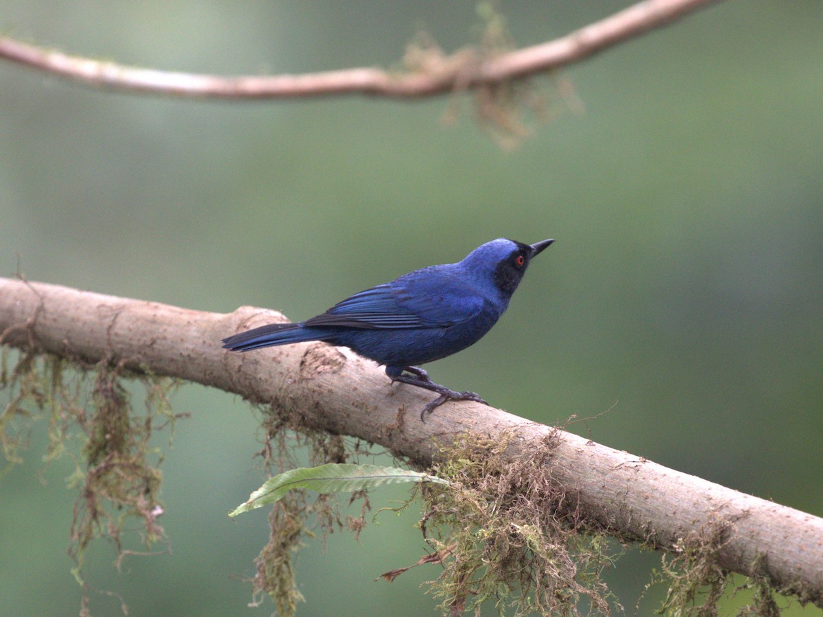 Masked Flowerpiercer (cyanea Group) - Menachem Goldstein