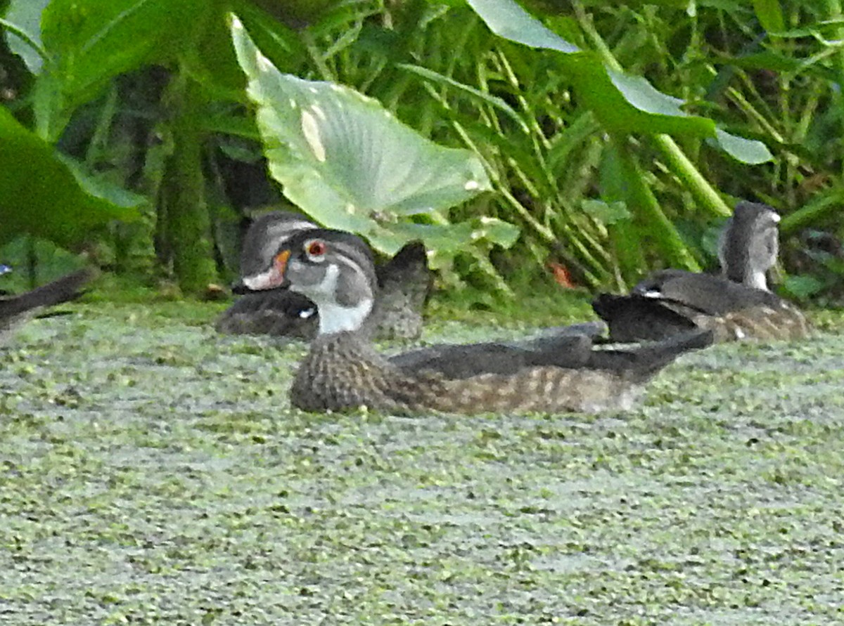 Wood Duck - ML620809978