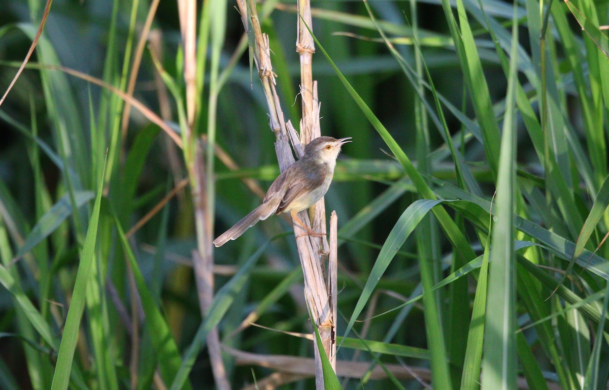 Plain Prinia - ML620809980