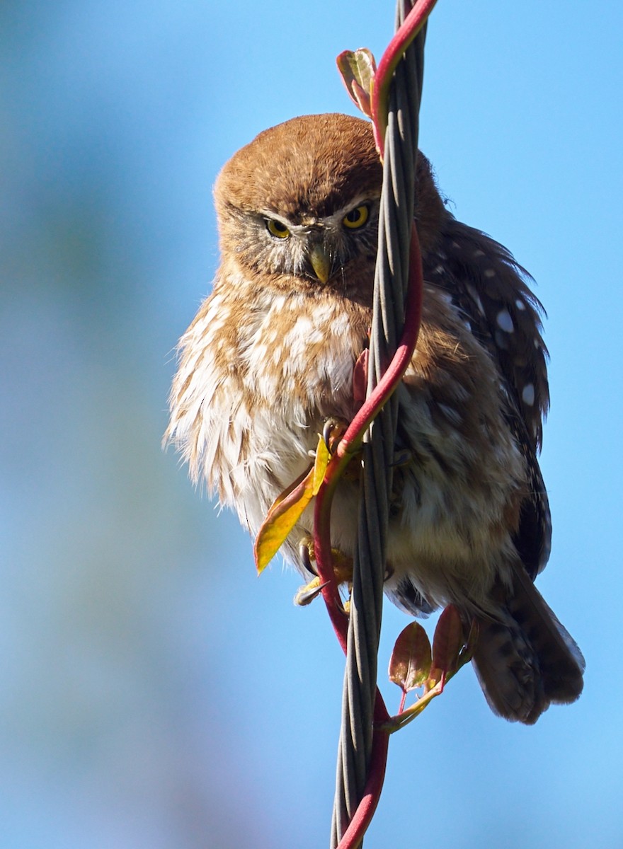 Austral Pygmy-Owl - ML620809985