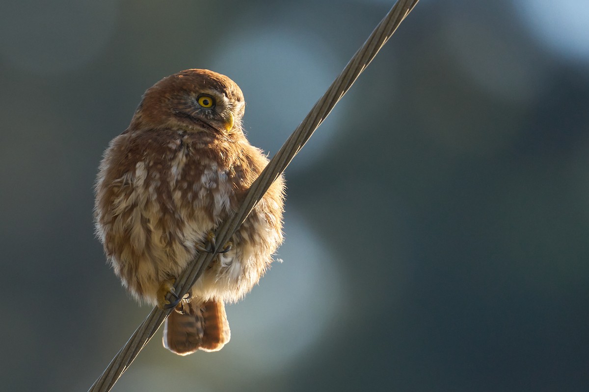 Austral Pygmy-Owl - ML620809986