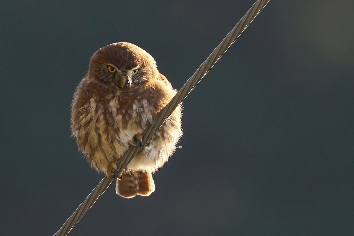 Austral Pygmy-Owl - ML620809987