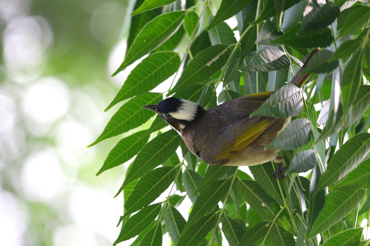 Light-vented Bulbul - ML620809988