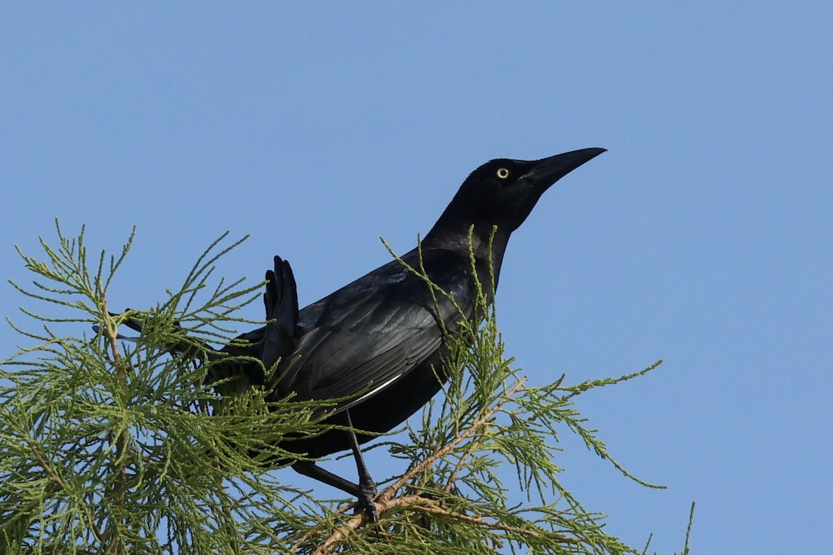 Great-tailed Grackle - ML620809997