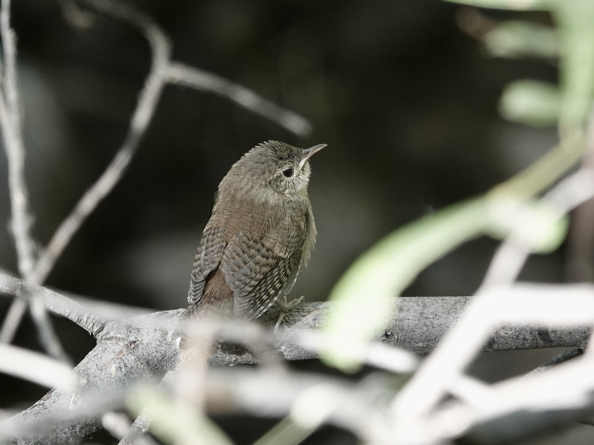 House Wren - ML620810000